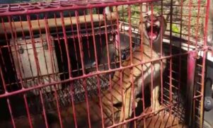 Ruralista montou armadilha para capturar javali e acabou capturando uma onça-parda em Jales