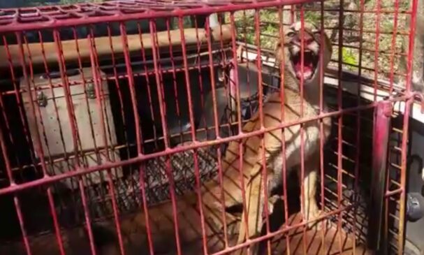 Ruralista montou armadilha para capturar javali e acabou capturando uma onça-parda em Jales