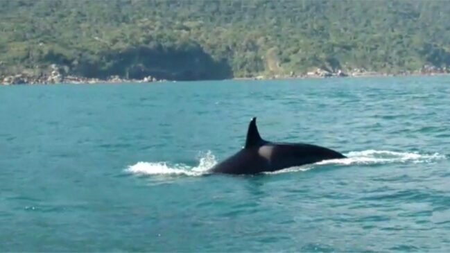 As orcas flagradas na tarde de sábado em Ilhabela são jovens, sendo cinco fêmeas e um macho, apontaram especialistas