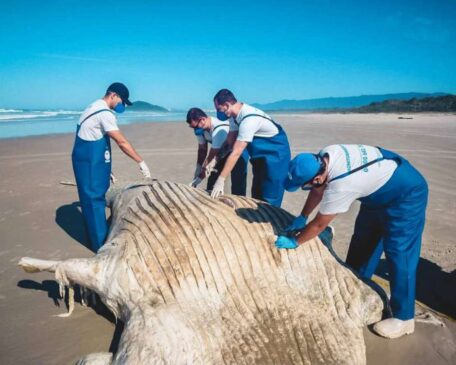 Pesquisadores da região de Bertioga acreditam que a baleia morreu no mar e o corpo encalhou na praia levado pelas marés