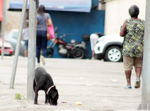 Como padrão, serão utilizadas as definições do Conselho Federal de Medicina Veterinária para maus tratos