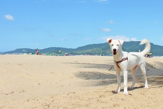 Projeto visa acabar com a concessão e renovação de alvará de licença de locais que vendem animais