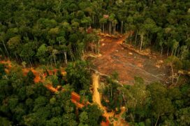 Desmatamento ilegal na Reserva de Desenvolvimento Sustentável Uatumã na Amazônia