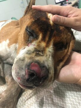 Um cachorro da raça pitbull morreu neste domingo (18) dois dias após ser encontrado enrolado em um cobertor que pegava fogo