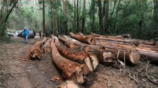 Homens foram detidos suspeitos de desmatar &aacute;rea de manancial em Jundia&iacute;