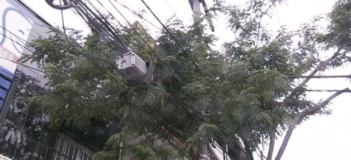Segundo os municípios da Grande SP, a empresa não está podando as árvores que estão próximas à rede de elétrica como deveria