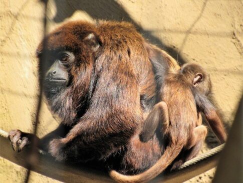 Filhote é a primeira cria obtida de um grupo de quatro bugios-vermelhos que foram levados para o parque