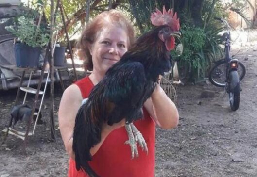 A aposentada Dora Dias, de 68 anos, tem 4 galos em sua chácara, em Santa Rita do Passa Quatro