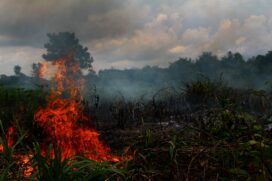 Queimada é vista em área de plantação de mandioca em Lábrea Amazonas; Lábrea é uma das cidades em estado do emergência