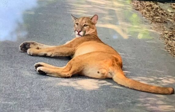 No último dia 30, uma onça-parda foi atropelada em uma avenida no Tremembé, no limite com a cidade de Mairiporã, região de mata