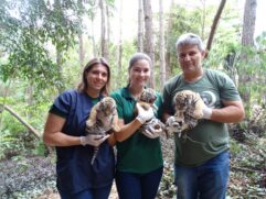 Animais com a equipe de biólogos e veterinários do zoo de Itatiba; filhotes são duas fêmeas e um macho, segundo o Zooparque