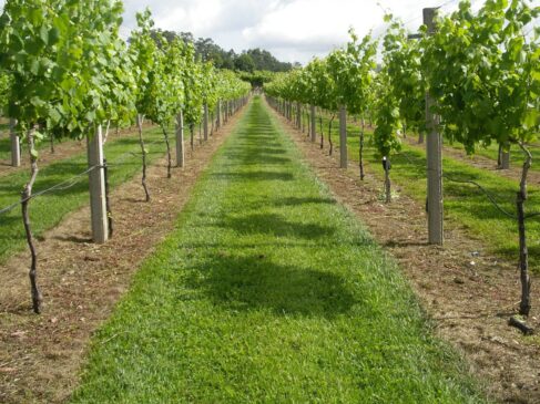 Cultivo das uvas verdes na região dos Vinhos Verdes, Melgaço em Portugal; evento acontece na zona sul da Capital no dia 23