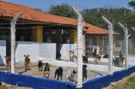 O evento na sede do CCZ, rua João Avancini, 480, Chácara Bazzo, será realizado das 9h às 14h