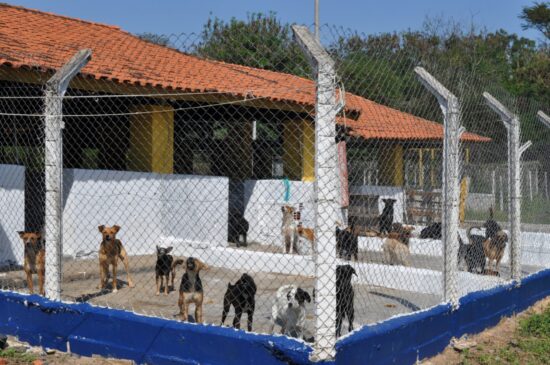 O evento na sede do CCZ, rua João Avancini, 480, Chácara Bazzo, será realizado das 9h às 14h