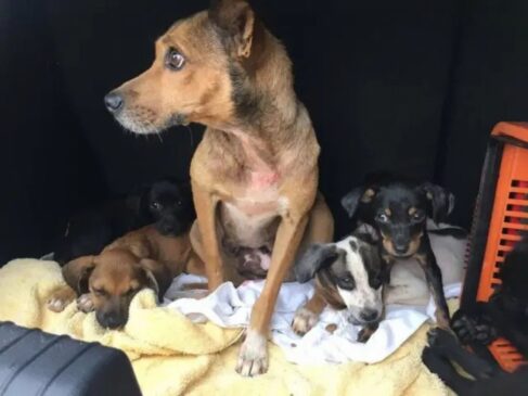 Animais foram abandonados em um terreno baldio