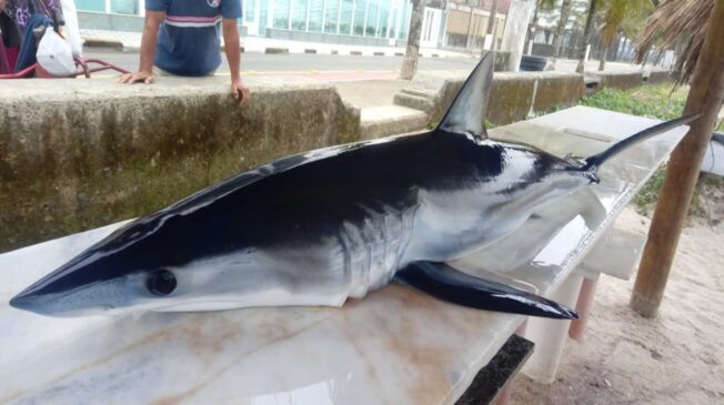 O animal, de aproximadamente 35 kg e 1,3 metro de comprimento, foi encontrado por um pescador, na quarta-feira