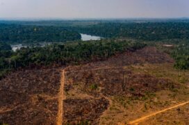 Em 18 anos, a maior floresta tropical do planeta viu desaparecer 8% de sua cobertura substituída, principalmente, por pastagem