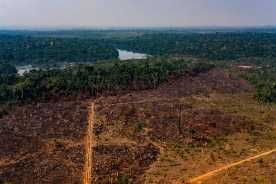 Em 18 anos, a maior floresta tropical do planeta viu desaparecer 8% de sua cobertura substituída, principalmente, por pastagem