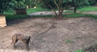Os cães estavam acorrentados, separados uns dos outros