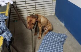 Os cães foram encontrados com sinais de maus tratos pela Polícia