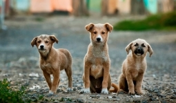 Em 2013, 178 cães e 7 coelhos usados em pesquisas pelo do Instituto Royal foram resgatados por ativistas e moradores de São Roque (SP)