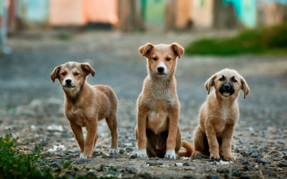 Não se assustem, cãezinhos: o serviço no bairro é para o bem de vocês