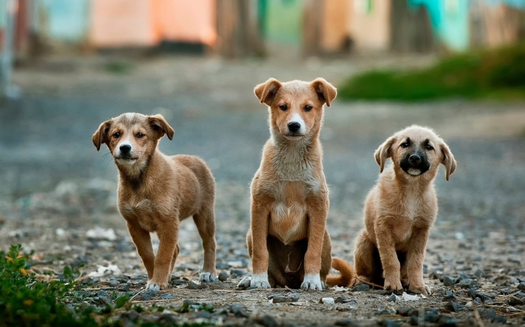 Não se assustem, cãezinhos: o serviço no bairro é para o bem de vocês