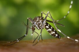 Os dados retratam o impacto do novo avanço da dengue ocorrido em 2019, após 2 anos com baixo número de registros