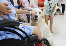 A entrada em hospitais públicos será permitida desde que os animais estejam com a vacinação em dia e higienizados