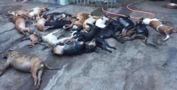 Os 25 cães, já mortos, foram deixados pelo dono da Fiorino na calçada da residência.