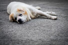 Lembre-se de levar o seu bichinho periodicamente ao veterinário. Consultas devem fazer parte da rotina do pet, sobretudo quando ele já tem alguns anos mais de vida