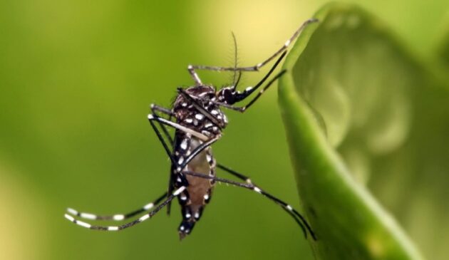 Segundo relatório da Vigilância Epidemiológica de Dourados, 1.025 casos foram confirmados no município