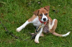 Cães alérgicos podem necessitar do uso dos produtos com outra frequência, ou associações