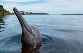 O mamífero é cinza, mas ganha a cor que lhe dá o nome devido à cor escura do rio Negro. Os animais são dóceis e se permitem serem tocados, e até receber comida dos turistas.