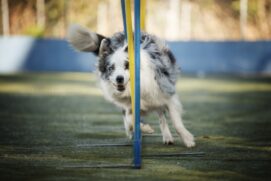 Procure uma escola perto de sua casa para praticar este esporte junto com seu cão