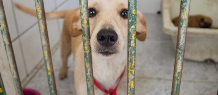 O Centro de Controle de Zoonoses de Porto Feliz vem realizando todos os sábados na Praça da Matriz, das 8h às 12h, a feirinha de adoção de cães e gatos.