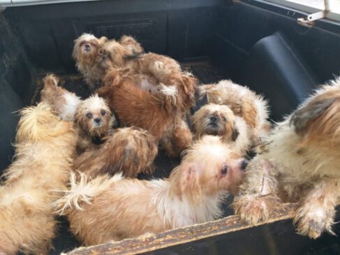 Ao todo, a PM encontrou 66 shih tzu em situação irregular