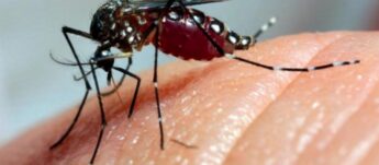 Aedes aegypti causa doenças como dengue e chikungunya