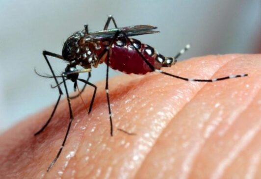 Em 2019, a doença teve uma situação ainda mais alarmante, com quase 17 mil casos confirmados de dengue e três mortes