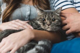 A preferência dos brasileiros pelos gatos é maior do que a média mundial, inclusive a população de gatos no Brasil cresceu duas vezes mais do que a de cães nos últimos anos, segundo dados do IBGE