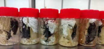 Os besouros apreendidos foram recolhidos pelo Ibama e encaminhados para o Museu de Zoologia da Universidade de São Paulo.