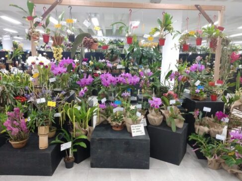 Nos três dias de exposição, o visitante terá a oportunidade de apreciar espécies raras, adquirir pequenas mudas e orquídeas adultas e participar do curso gratuito de cultivo