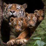 Filhotes com a mãe no Zooparque