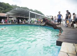 Entre as atra&ccedil;&otilde;es, h&aacute; piscina para os animais de estima&ccedil;&atilde;o, piscina de bolinhas, pedalinho, tirolesa, agility, desfile de fantasias dos pets, feira de ado&ccedil;&atilde;o, al&eacute;m de exposi&ccedil;&atilde;o de produ