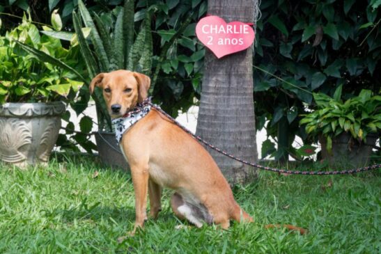 Charlie ficou sob os cuidados da Zoonoses até ser transferido para outro local em dezembro