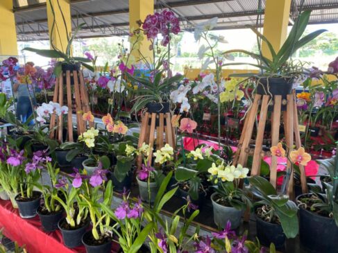 Primeiras 1000 pessoas receberão uma muda de orquídea; entrada será revertida para Santa Casa