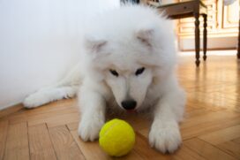 Uma forma de gastar a energia dos pets &eacute; por meio do enriquecimento ambiental, com brinquedos, brincadeiras e petiscos