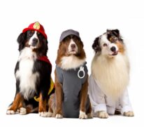 C&atilde;es farejadores ajudam pessoas com defici&ecirc;ncias, rastreiam e detectam coisas e pessoas soterradas