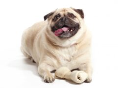 Para evitar que os bichinhos engordem, a veterin&aacute;ria sugere aos tutores que restrinjam o acesso a petiscos, controlem a quantidade de ra&ccedil;&atilde;o e estimulem exerc&iacute;cios que possam ser feitos dentro de casa