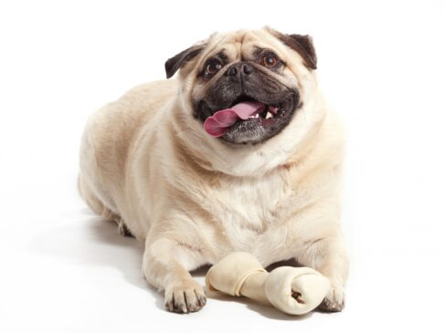 Para evitar que os bichinhos engordem, a veterinária sugere aos tutores que restrinjam o acesso a petiscos, controlem a quantidade de ração e estimulem exercícios que possam ser feitos dentro de casa